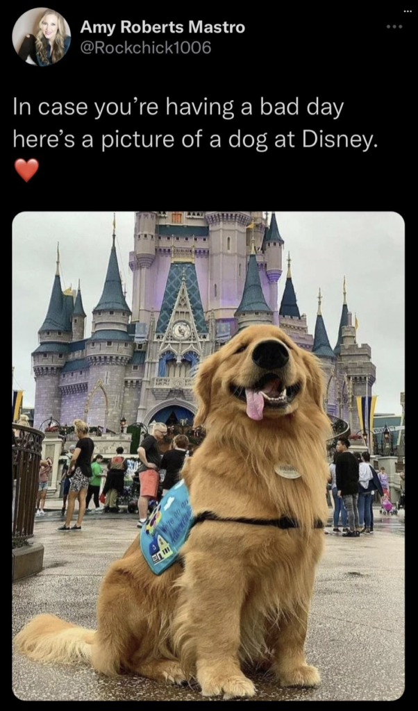 Wholesome image of dog at Disney. 