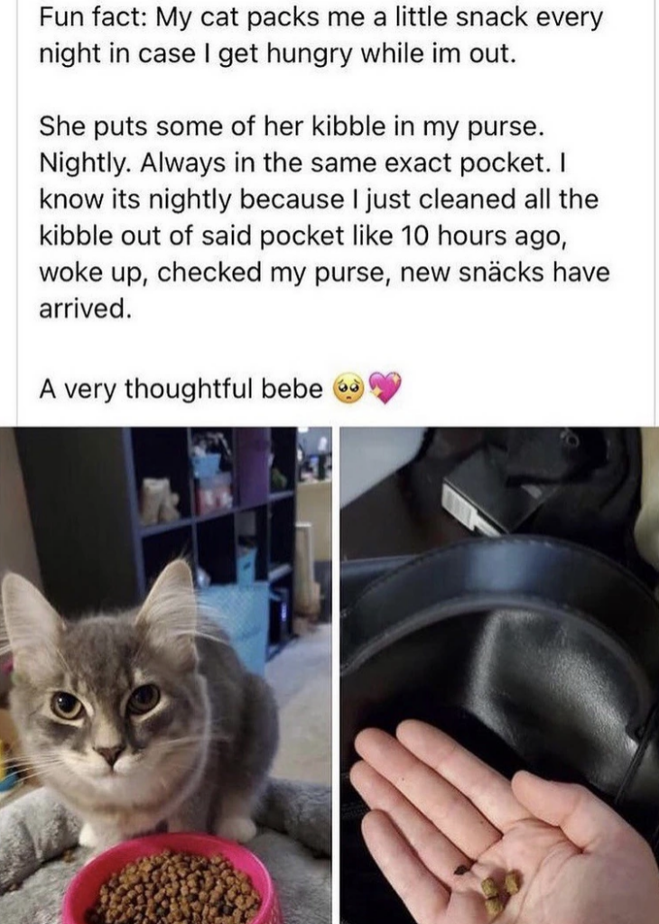 Cute story about how owner's cat packs them a little snack every day. 