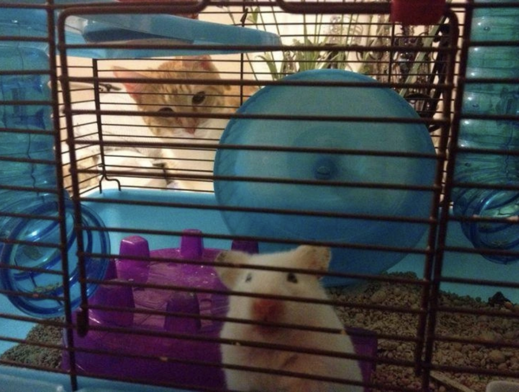Owner takes picture of pet mouse in cage, but there's a very curious looking cat staring into the cage. 