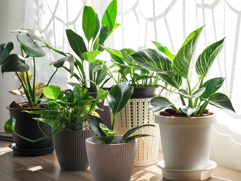 A collection of houseplants positioned next to a well-lit window. 