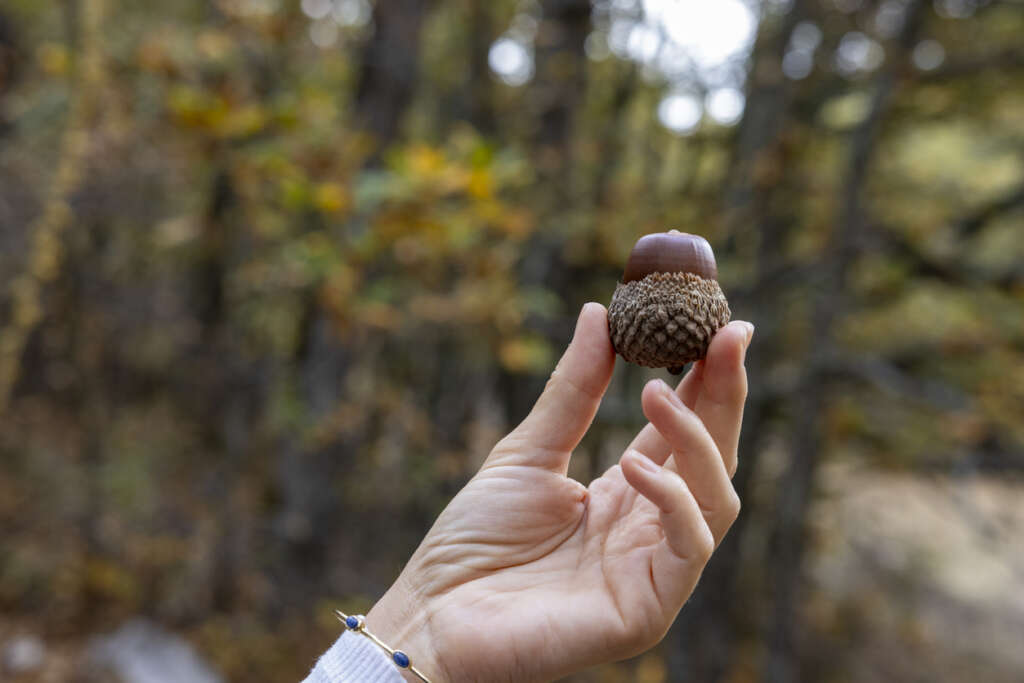 A person holding up a small pinecone while in a forest. 