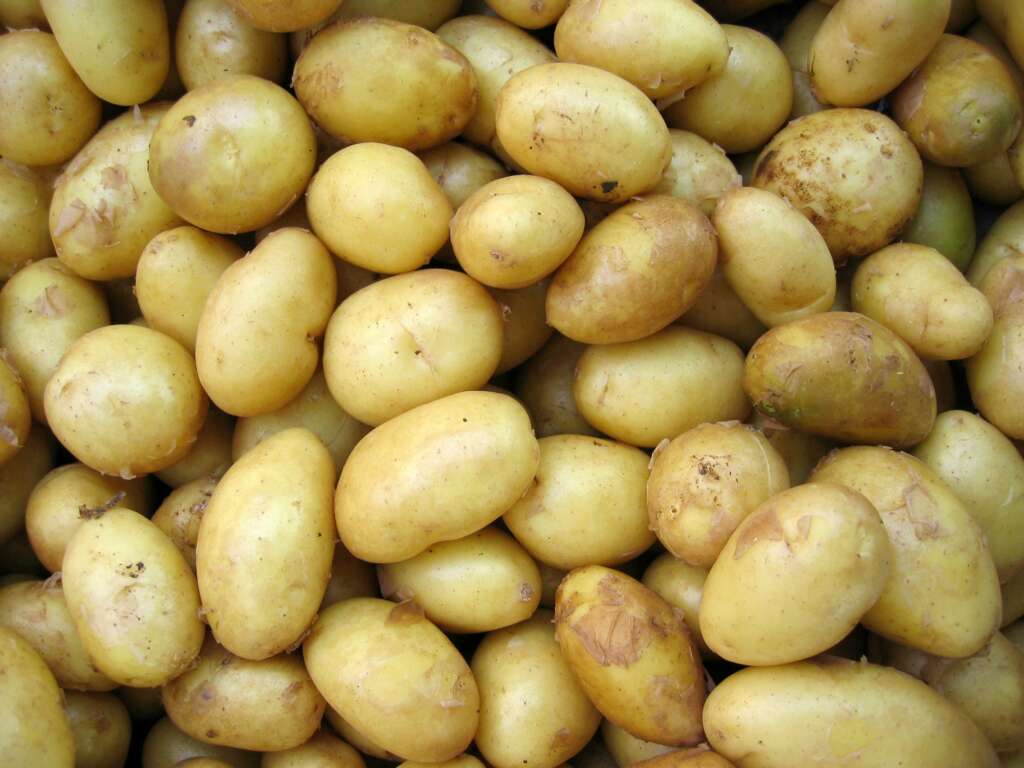 Close-up image of a ton of yellow potatoes. 
