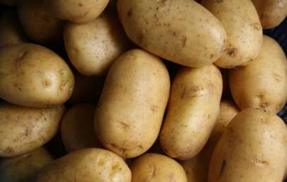 An image of a ton of golden potatoes.