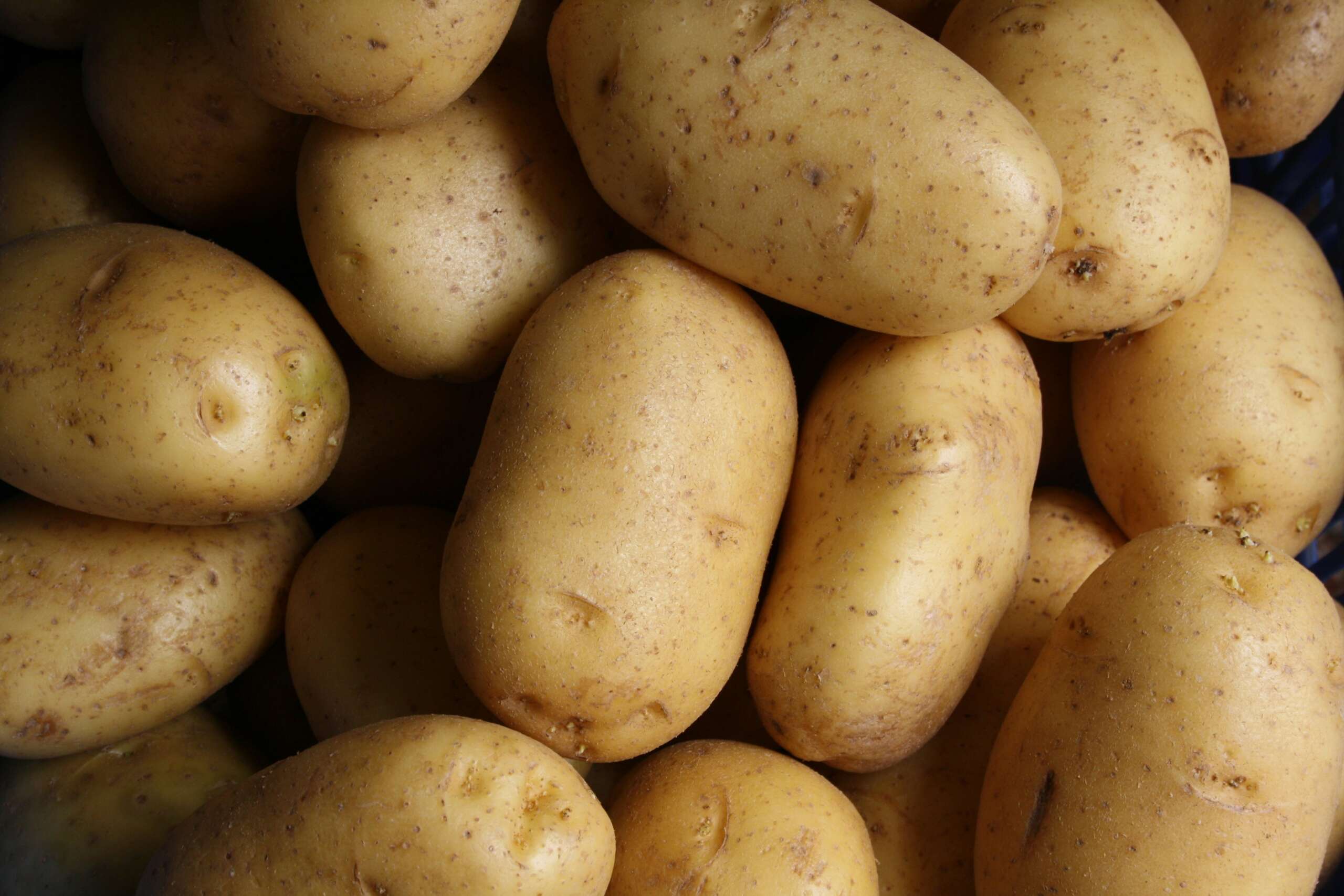 An image of a ton of golden potatoes.
