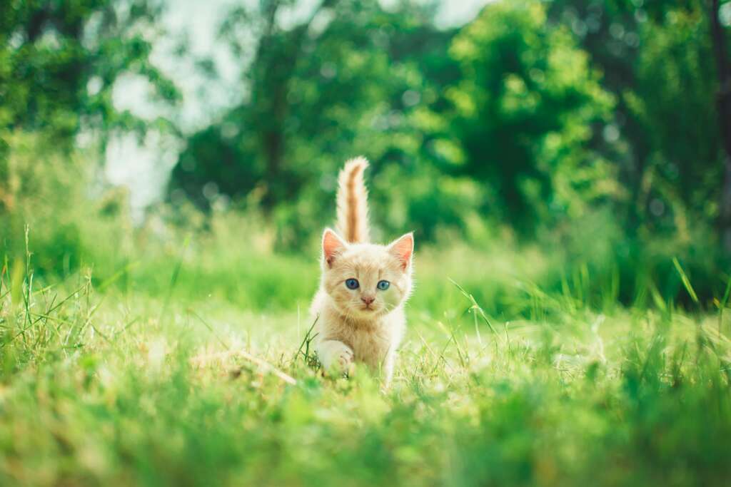 An image of a small and very cute orange-colored kitten.