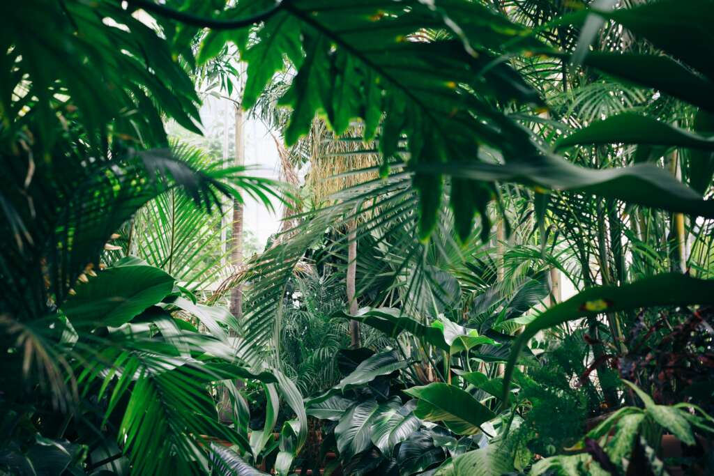 An image of a lush landscape with tons of different plants. 