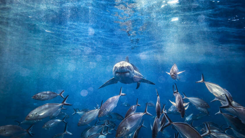 An image of numerous sharks swimming around.