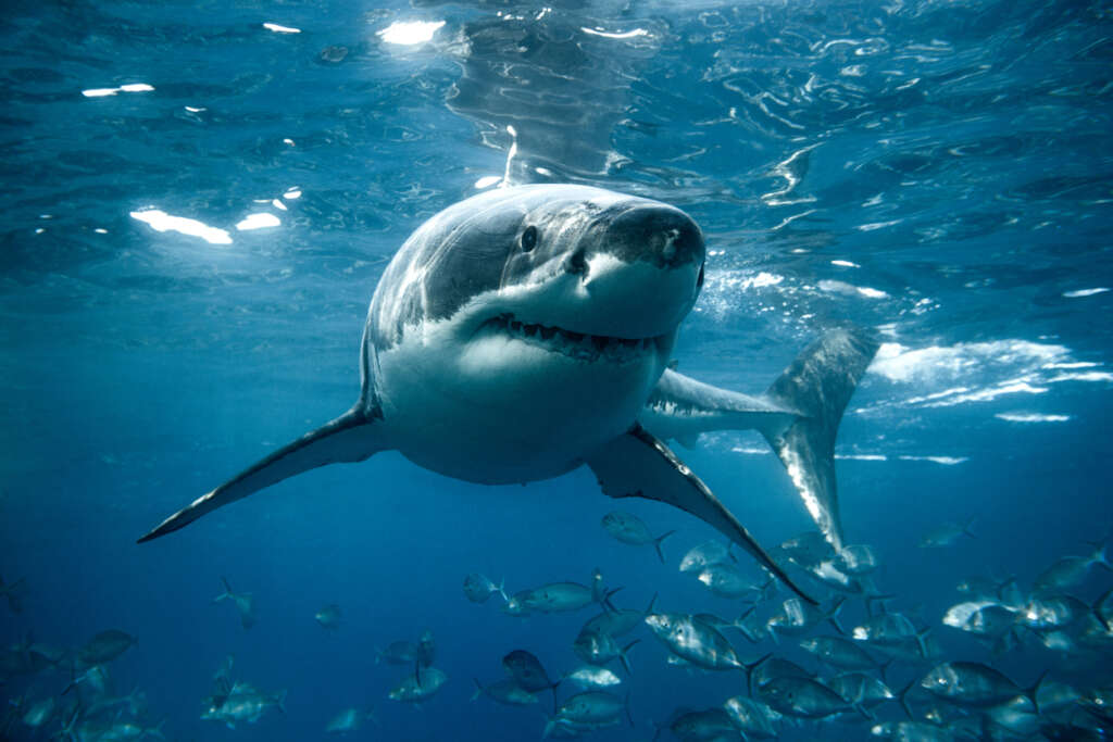An image of a shark swimming around. 