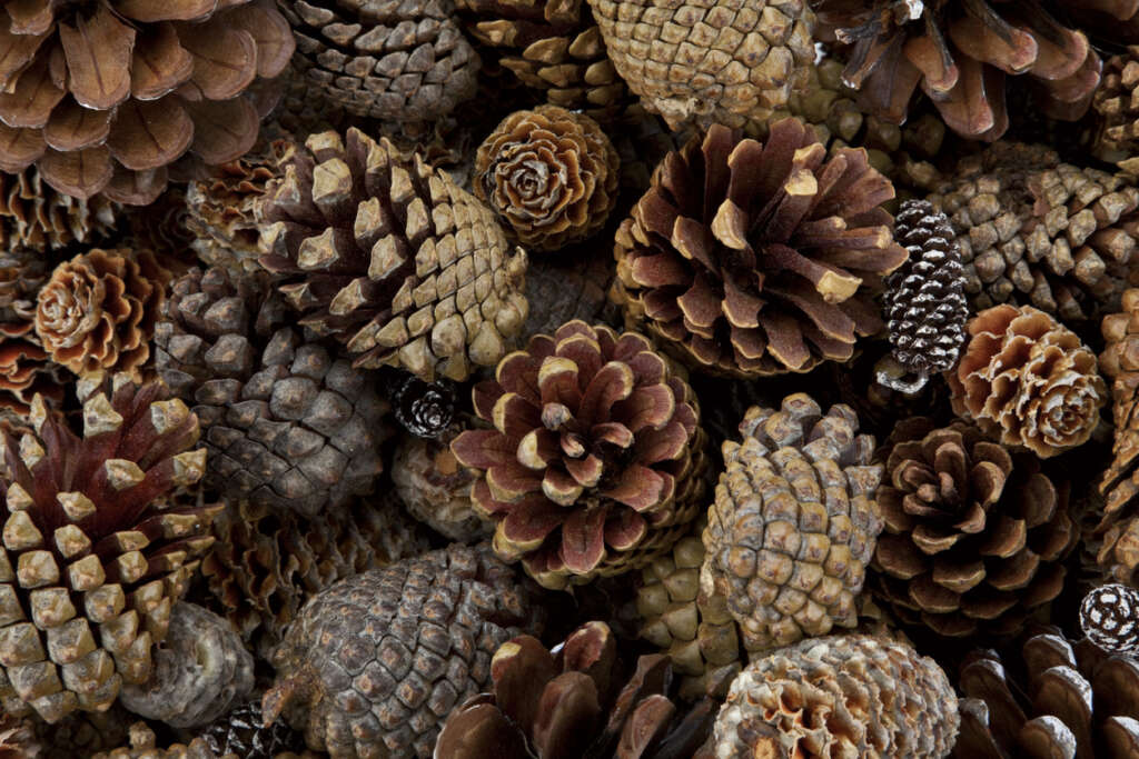 An image of numerous pinecones. 