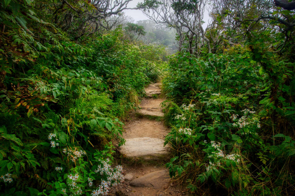 An image of a lush landscape with a dirt trail. 