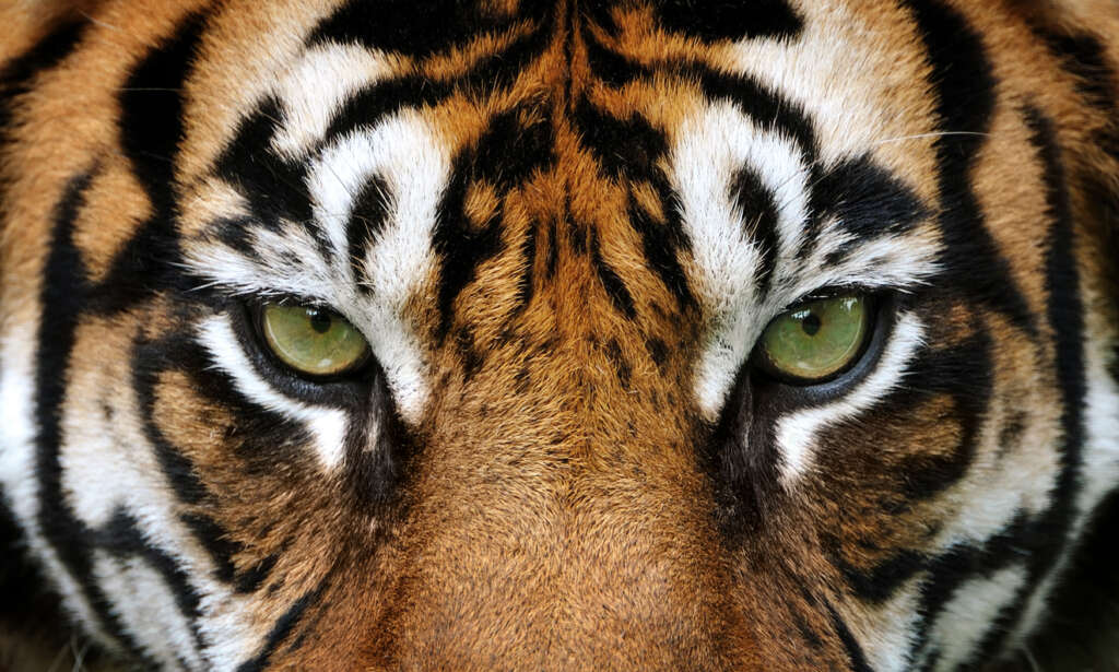 A close-up image of a tiger with green eyes. 