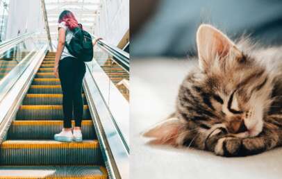 A collage of an escalator and cute napping kitten.