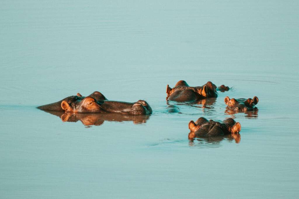 An image of hippos floating in the water. 