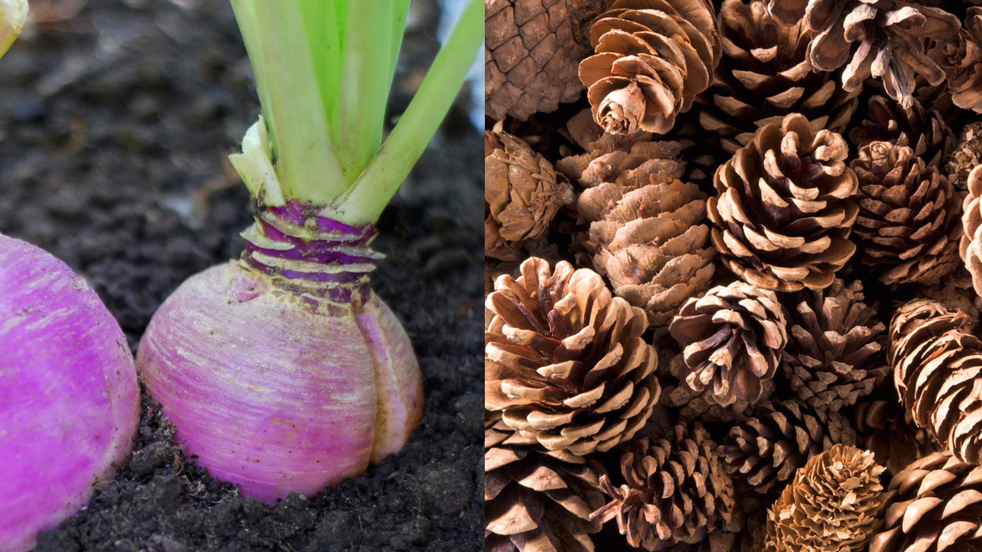 An image of numerous pinecones next to an image of turnips.