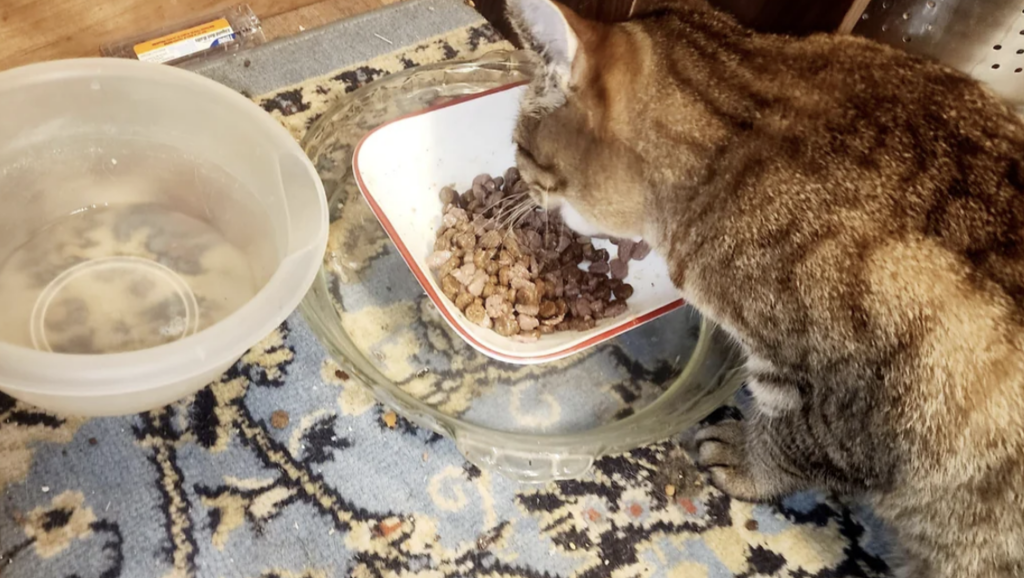 An image of a cat eating out of their food bowl. 
