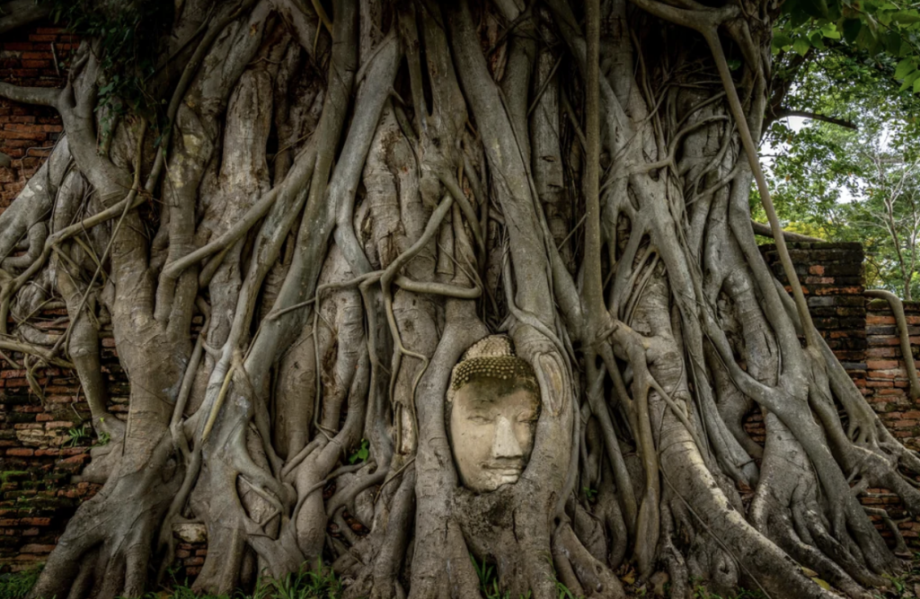 A stone Buddha head is entwined within the roots of a large Banyan tree, creating an evocative and serene scene. 