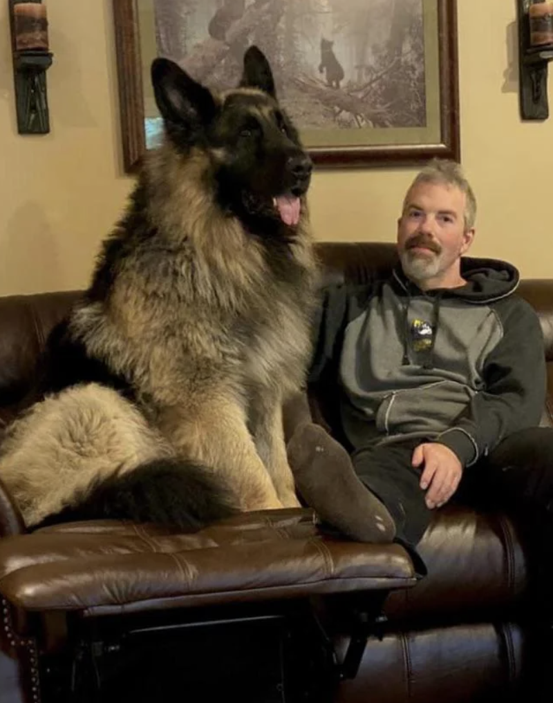 An image of a huge German Shepard sitting next to its owner. 