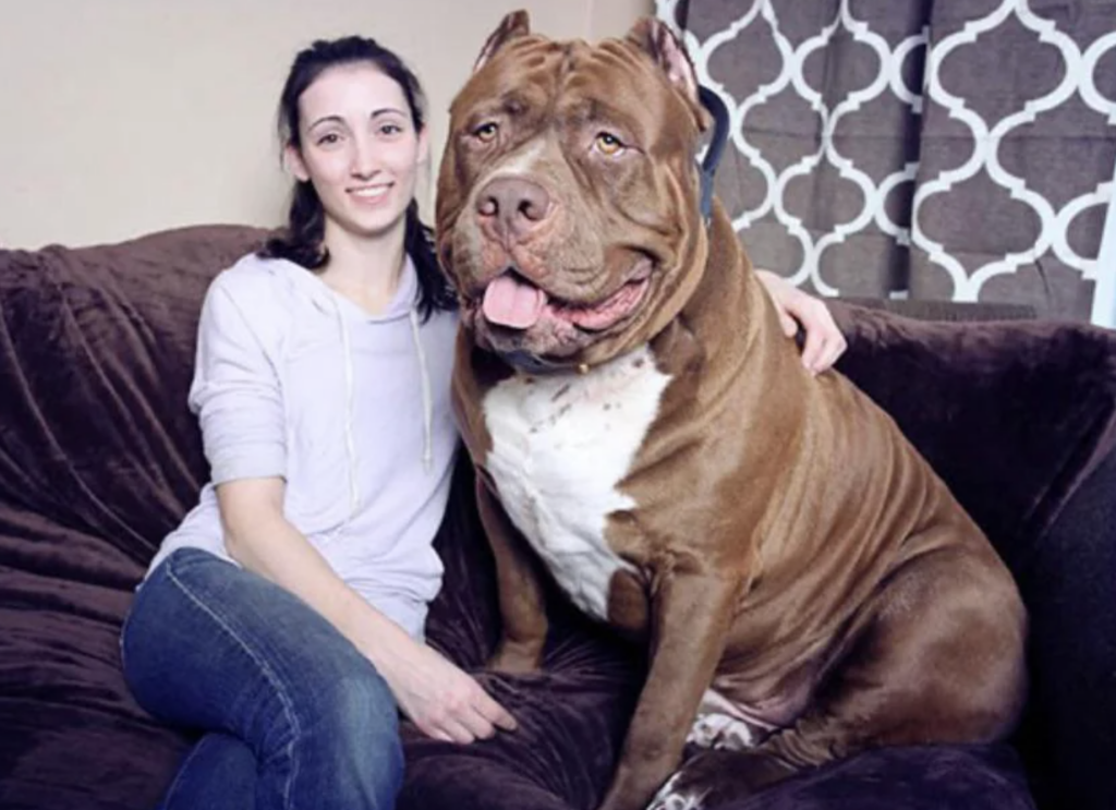 An image of the world's largest pit bull named, Hulk. 