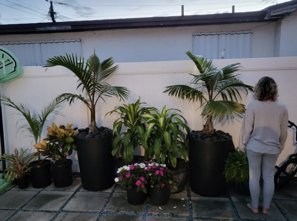 An image of someone who used giant trash cans for their rootbound Palms planters. 
