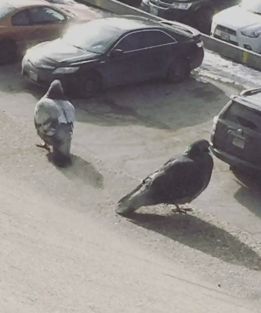 Two pigeons looking huge next to cars. 