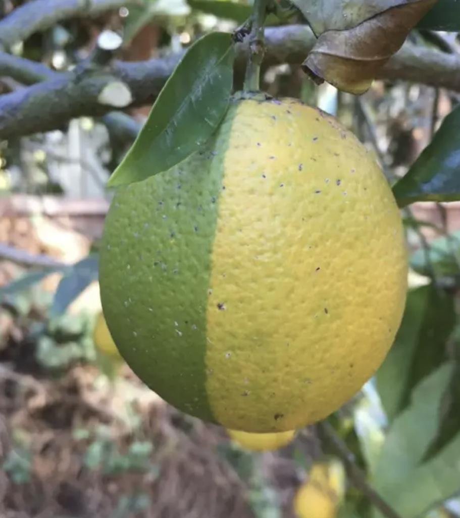 A confusing looking lime or lemon. 