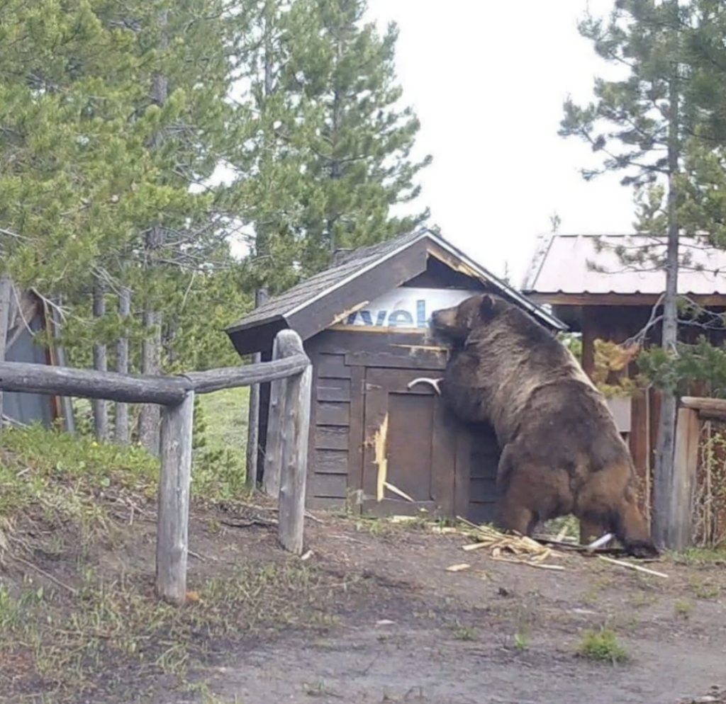 An image of a huge 800 pound brown bear. 