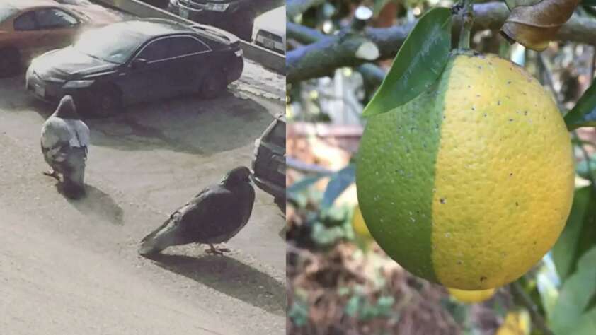 A collage of a lemon lime hybrid and a couple of pigeons that look huge next to cars.