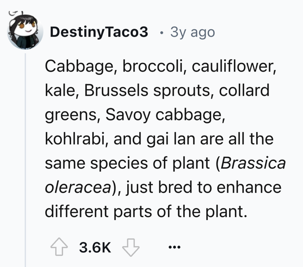 Image of a Reddit post by user DestinyTaco3 from 3 years ago. The post informs that cabbage, broccoli, cauliflower, kale, Brussels sprouts, collard greens, Savoy cabbage, kohlrabi, and gai lan are all varieties of the same plant species, Brassica oleracea.