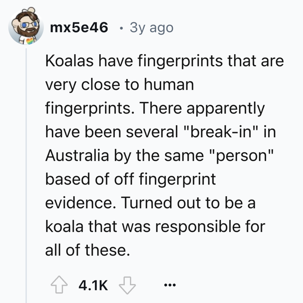 A Reddit post by user "mx5e46" is shown. The post humorously explains that koalas have fingerprints similar to humans. It mentions break-ins in Australia, supposedly by the same "person," which were actually committed by a koala. The post has 4.1K upvotes.