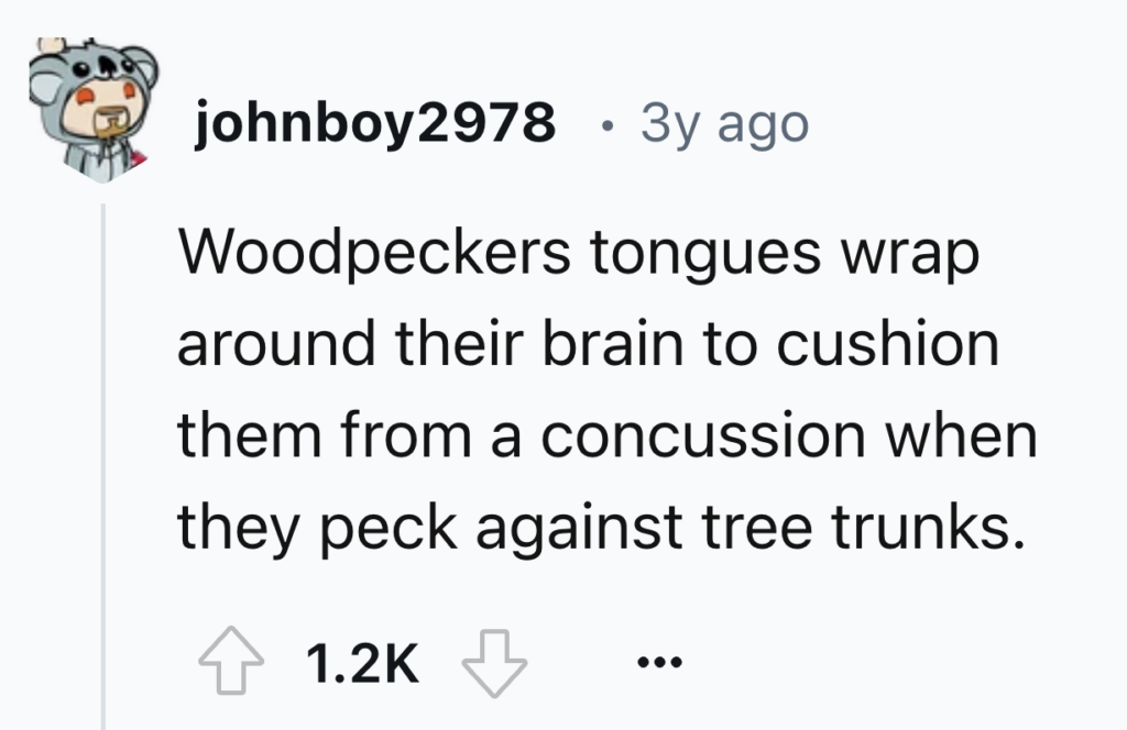 A Reddit comment by user "johnboy2978," stating, "Woodpeckers tongues wrap around their brain to cushion them from a concussion when they peck against tree trunks." The comment has 1.2K upvotes. The user's avatar is a cartoon bear.