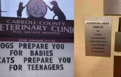 A collage of funny vet clinic signs and an elevator sign.