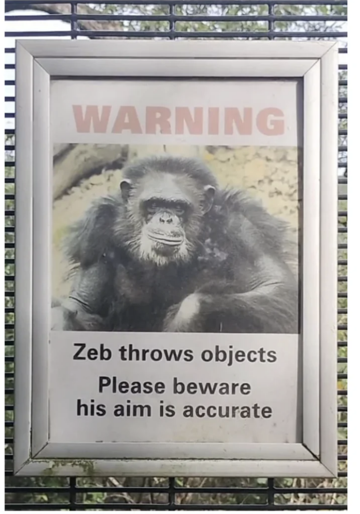 An image of a gorilla named Zeb. 