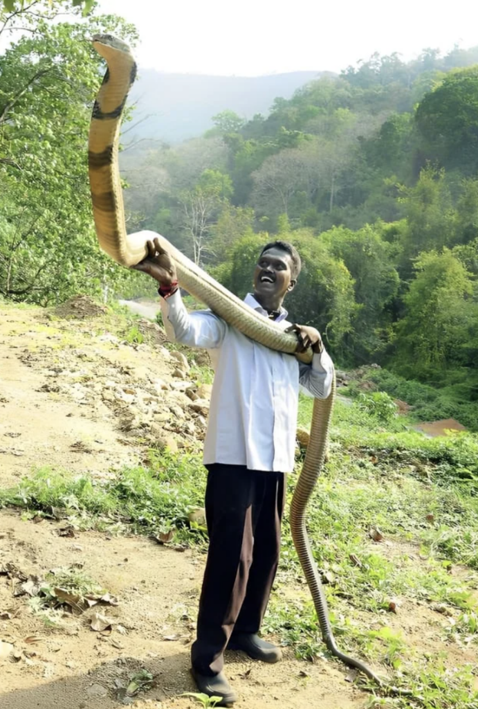 An image of a man holding up a huge King Cobra. 