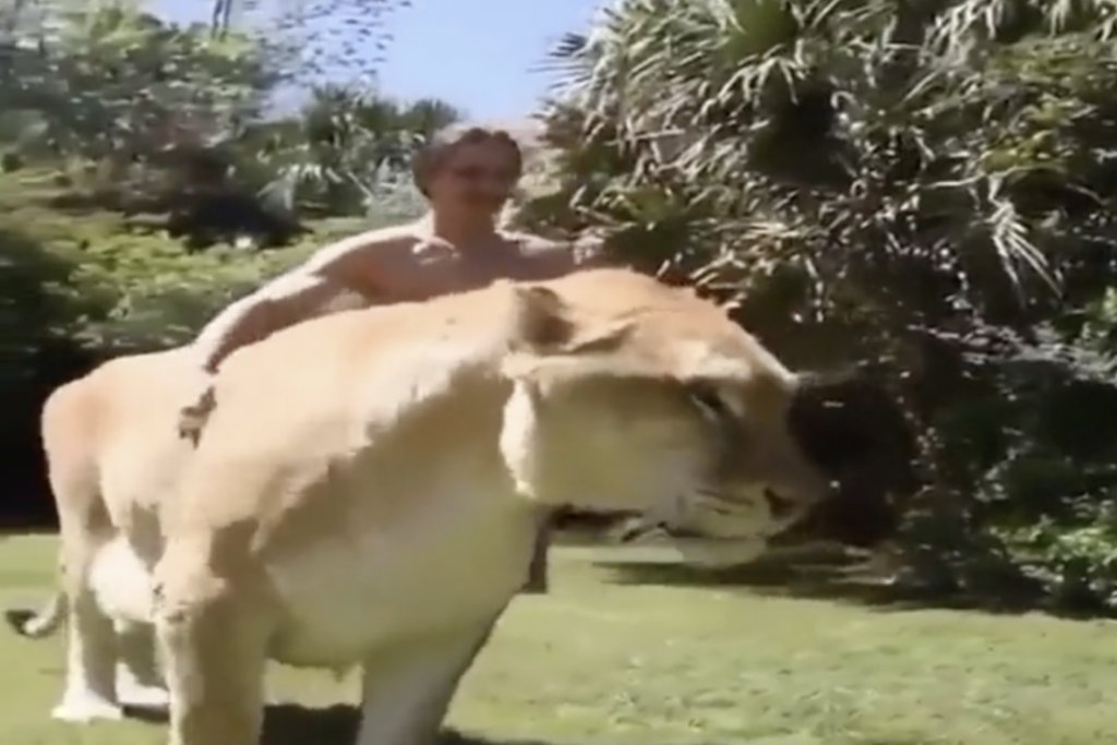 An image of the Liger. 