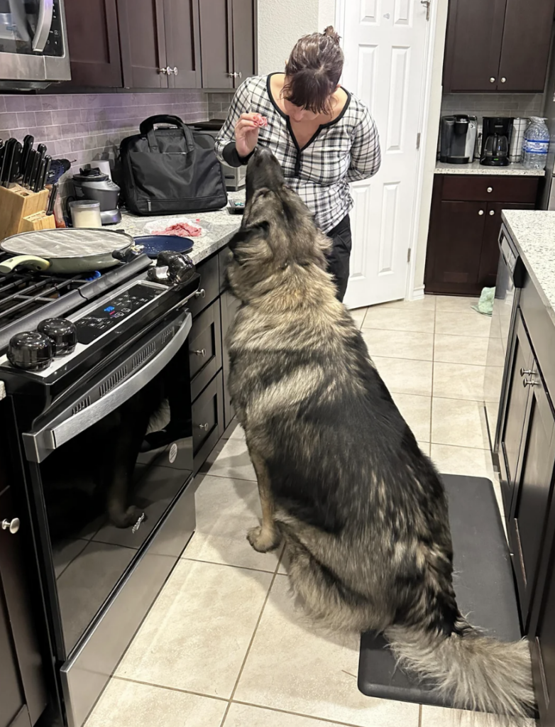 An image of a woman feeding her huge dog. 