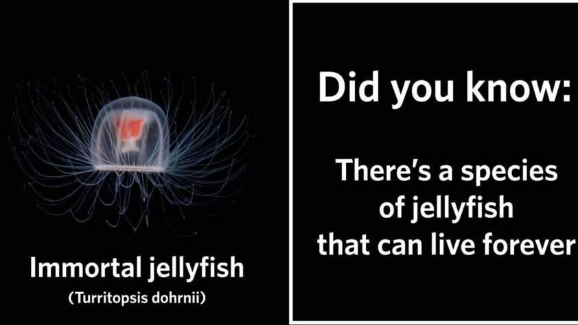 The image is split into two sections. The left section features a picture of a jellyfish labeled "Immortal jellyfish (Turritopsis dohrnii)." The right section has the text, "Did you know: There's a species of jellyfish that can live forever.