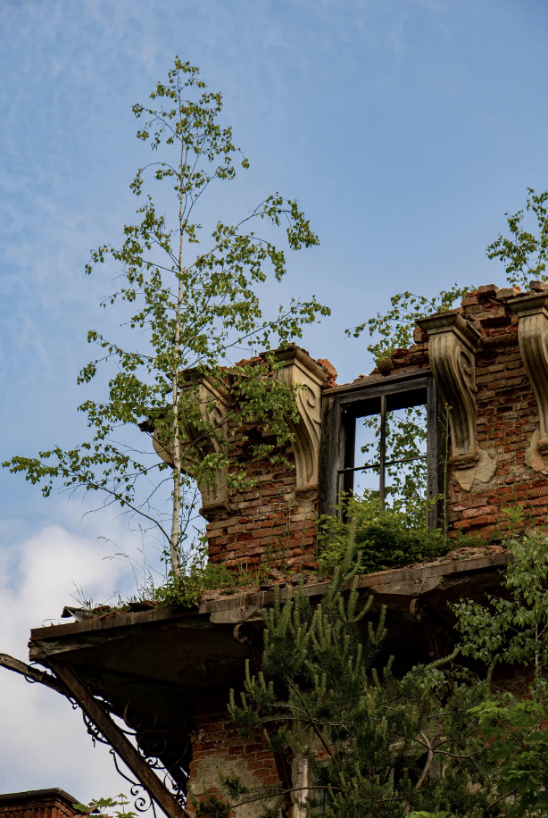 An abandoned, partially ruined brick building with a broken window and overgrown vegetation. Small trees and plants grow through cracks in the walls and roof, adding a sense of decay. The sky is clear with a few scattered clouds, creating a contrast with the dilapidation.