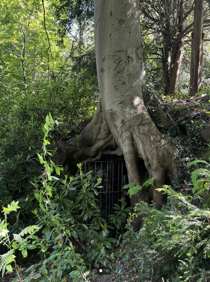 A large, old tree with a wide trunk has partially enveloped a metal gate at its base. The gate is embedded within a small cave-like opening in the tree's roots, surrounded by dense greenery and foliage. Sunlight filters through the trees, illuminating the scene.