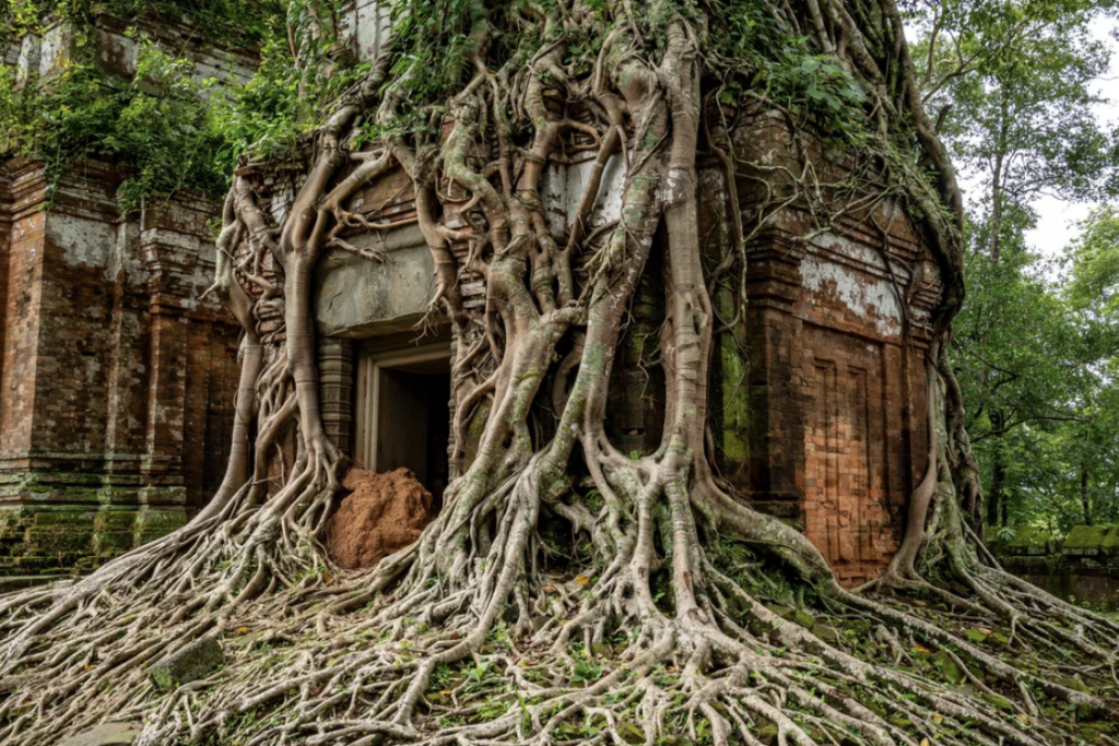 Large tree roots cover and grow over the entrance of an ancient brick temple partially hidden and enveloped by the surrounding forest. The roots twist and spread widely over the ground and against the moss-covered temple walls.