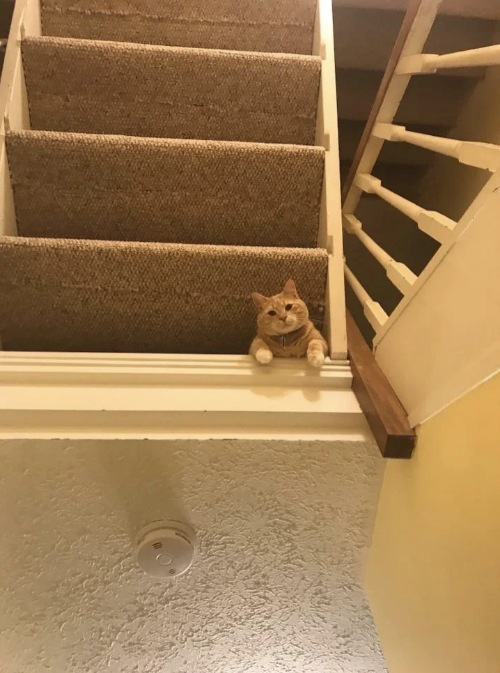 An orange tabby cat lies on a ledge, looking down at the camera with its front paws hanging over the edge. The cat is positioned next to a staircase with carpeted steps, and a textured ceiling with a smoke detector is visible below.