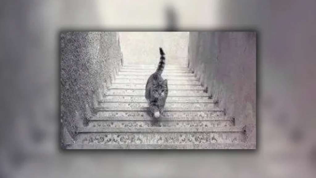A cat with a striped tail is walking on a staircase. The orientation of the stairs creates an illusion, making it unclear whether the cat is walking up or down the stairs. The surrounding walls are textured and the image is monochromatic.
