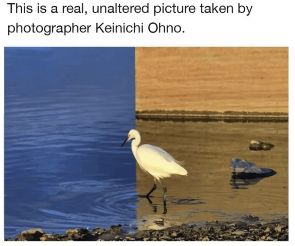 A white egret wades in water with a contrasting color split: the left side is blue, representing the sky's reflection, while the right side is brown, showing the riverbed and walls. The text above the photo says, "This is a real, unaltered picture taken by photographer Keinichi Ohno.