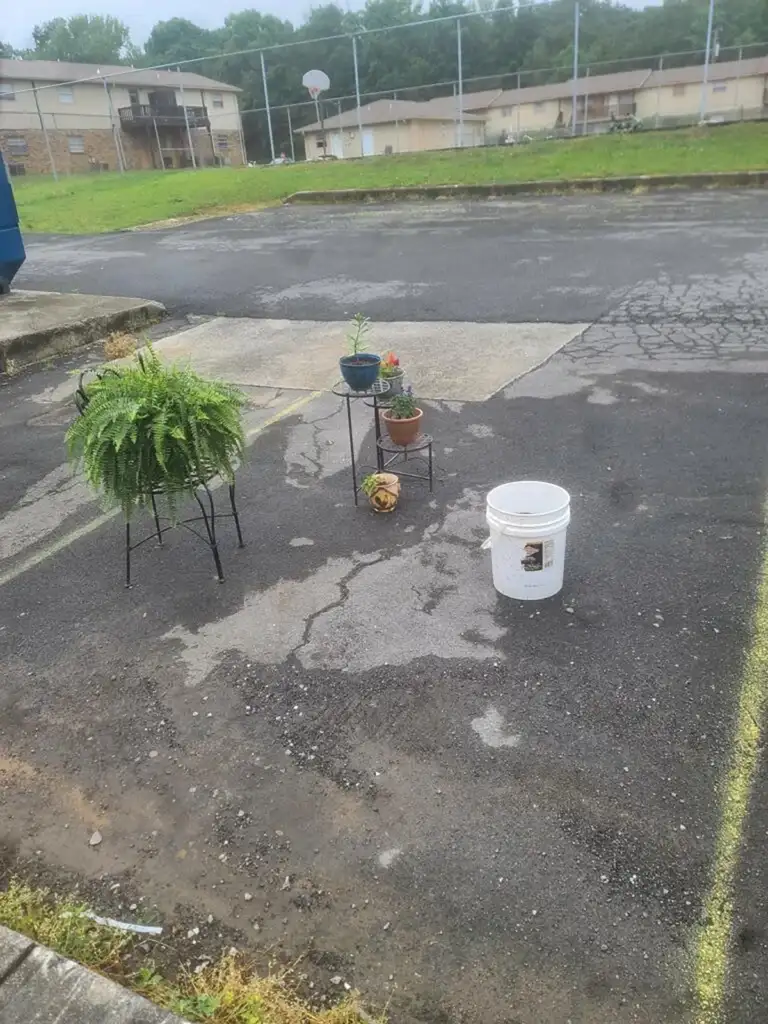 A small assortment of potted plants and a white bucket are placed on an asphalt surface. The plants include a hanging fern on a stand and a few smaller plants. In the background, there are apartment buildings, a chain-link fence, and a basketball hoop.