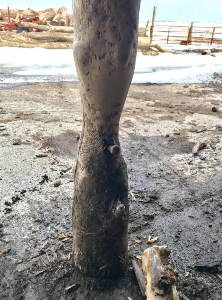 A close-up view of a wooden post embedded in the ground, with a rough and slightly knotted texture. The background shows a snowy and muddy outdoor area, with firewood and some farm equipment visible.