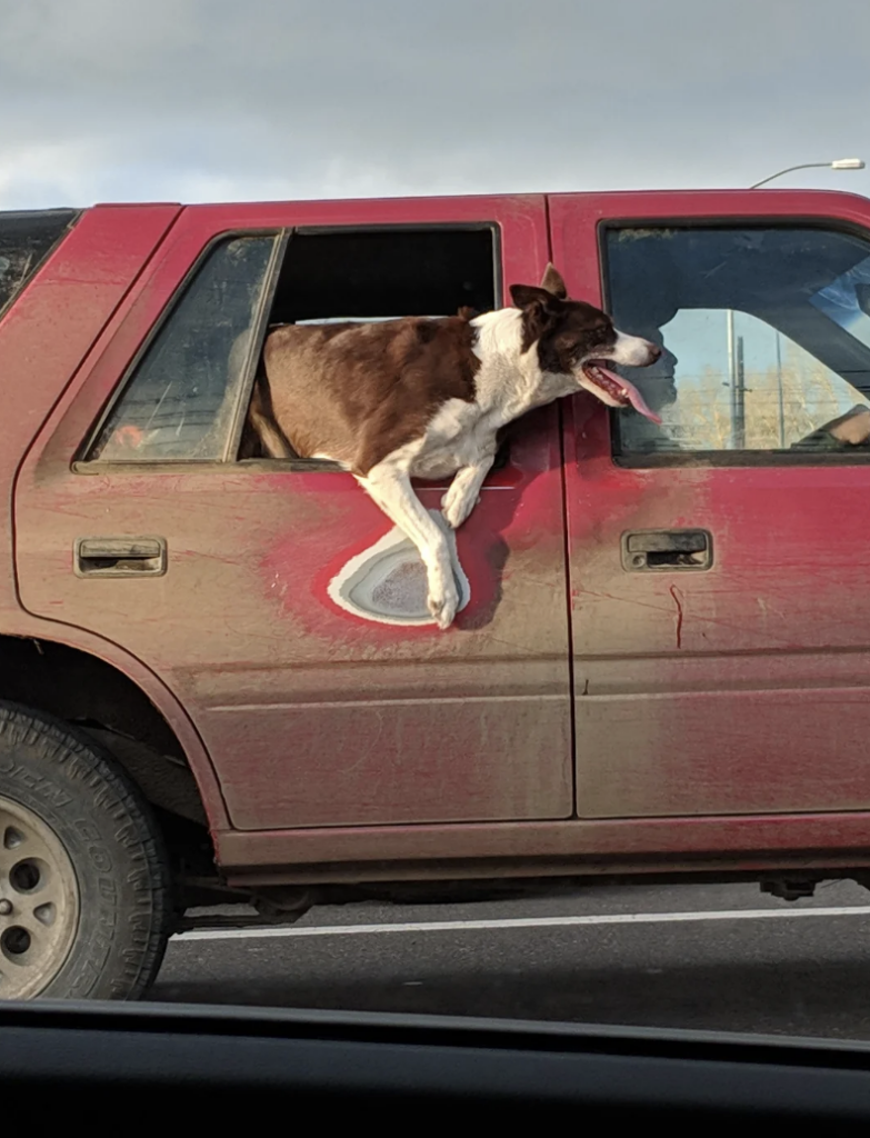 A black and white dog joyfully leans out of the open passenger window of a red SUV. The dog's front legs dangle outside while it gazes ahead with its mouth open and tongue out. The car is slightly dusty, and the sky in the background is overcast.