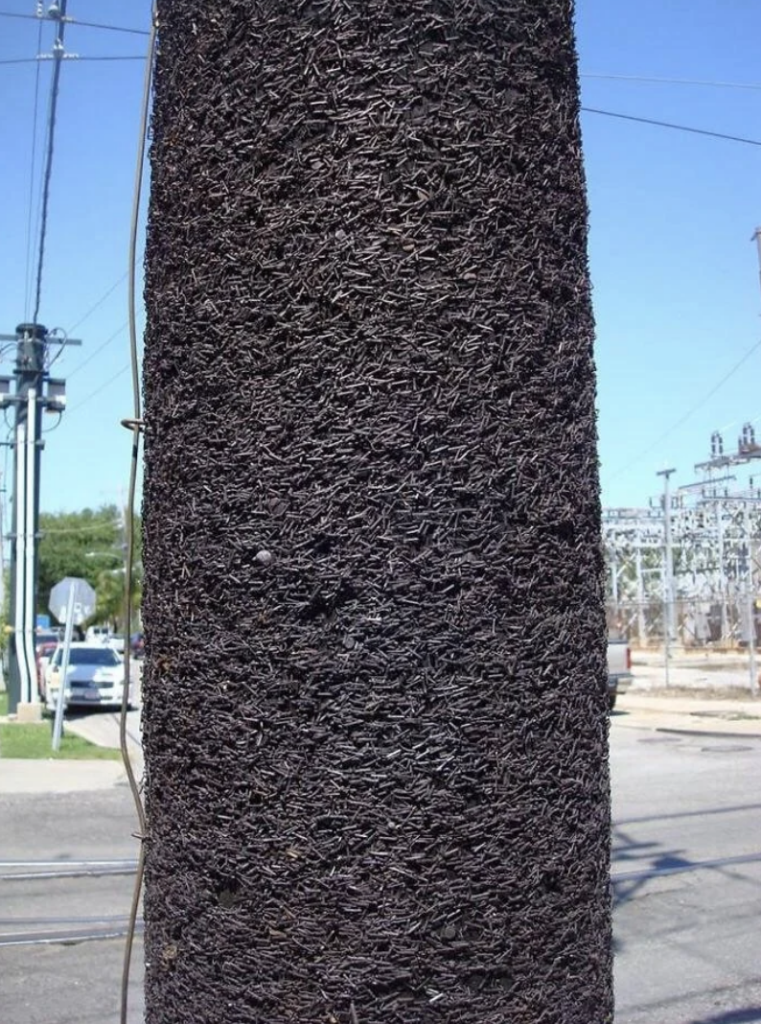 A wooden utility pole covered densely with countless metal staples, blending into the dark, rough texture. The background includes blurred utility equipment, wires, a street, and a blue sky.