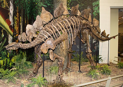 A Stegosaurus skeleton displayed in a museum setting with a realistic forest backdrop. The skeleton shows prominent back plates and tail spikes, with surrounding greenery adding to the prehistoric ambiance.