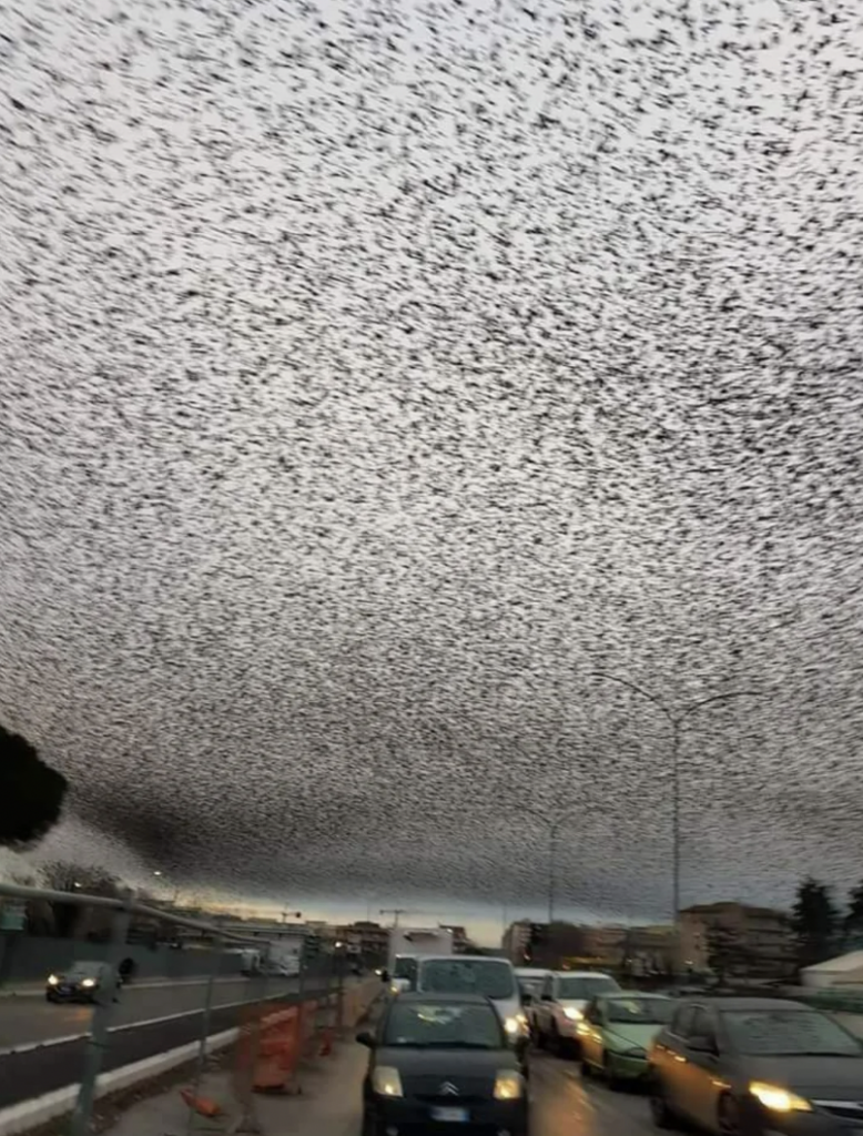 A massive flock of birds fills the sky above a busy urban street, creating a dark, swirling pattern against the cloudy backdrop. Cars and trees line the street below, with early evening light casting a dim glow over the scene.