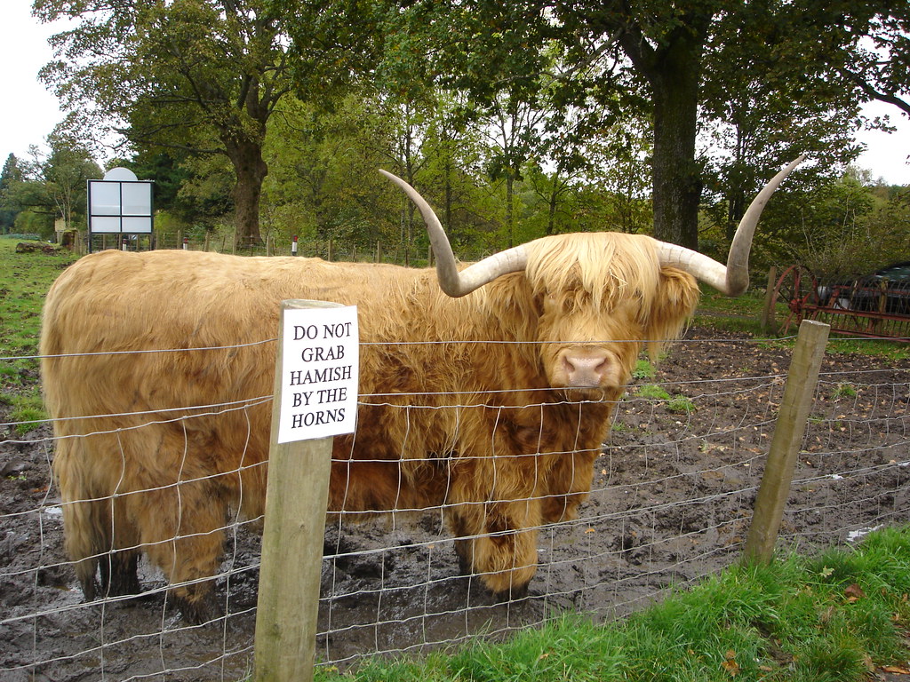 A Highland cow with long, curved horns and shaggy fur stands behind a wire fence in a muddy field. A sign on the fence reads, "DO NOT GRAB HAMISH BY THE HORNS." Trees and greenery are visible in the background.