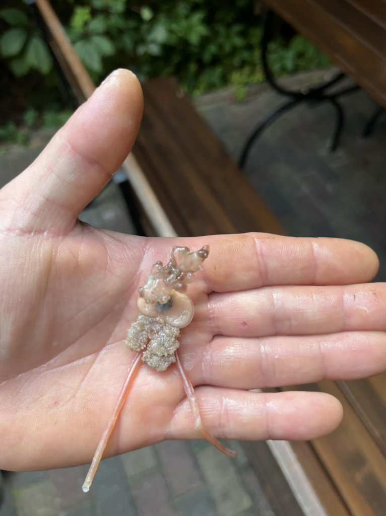 A person holds a tiny, translucent sea creature in their palm. The creature has a jelly-like body and two long, thin appendages. The background shows wooden benches and a paved area.